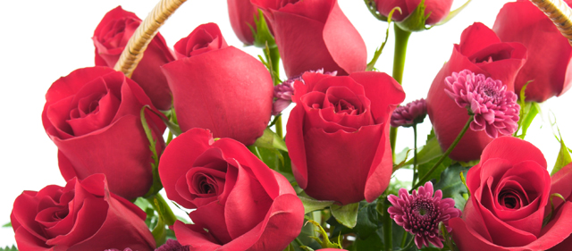 valentine roses