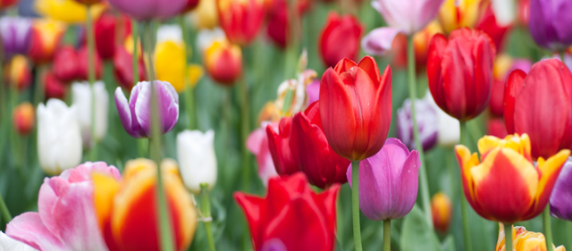 Tulips in bloom